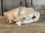 Leeuw Schedel - Panthera leo - 12 cm - 17 cm - 25 cm- CITES, Nieuw