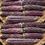 Zea Bloody Butcher siermaiszaden kleinverpakking, Nieuw