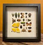 Insecten en vlinders Taxidermie wandmontage - Various, Verzamelen, Nieuw