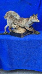 Renard roux Support mural pour taxidermie - Vulpes vulpes -