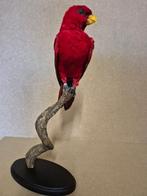 rode lori Taxidermie volledige montage - Eos bornea - with, Verzamelen, Dierenverzamelingen, Nieuw