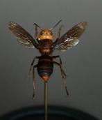 Vlinder Taxidermie volledige montage - Vespa mandarinia /