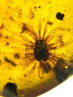 Birmese barnsteen - Barnsteen (Zonder minimumprijs)