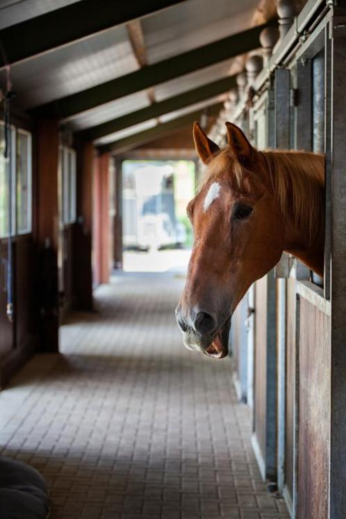 Horse Stable Stabiliser 1 liter, Dieren en Toebehoren, Paarden en Pony's | Verzorgingsproducten, Ophalen of Verzenden