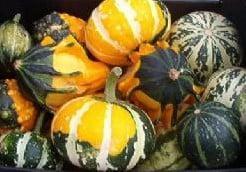 Mix Small kalebas 50 zaden, Hobby en Vrije tijd, Knutselen, Nieuw