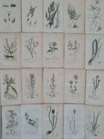 James Sowerby - 20 deels handgekleurde lithos o.a. blauwe