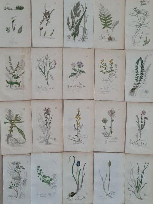 James Sowerby - 20 deels handgekleurde lithos o.a. blauwe, Antiek en Kunst, Antiek | Boeken en Manuscripten