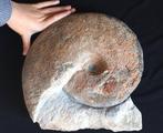 Ammonte jurassique - prachtige bewaring - Fossiel rugschild