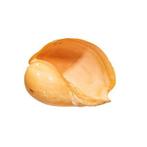 Indian volute of Bailer shell Taxidermie wandmontage - Melo