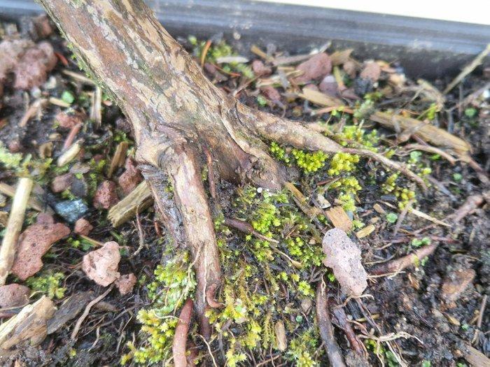 Japanse ceder - Hoogte (boom): 32 cm - Diepte (boom): 36 cm, Antiek en Kunst, Curiosa en Brocante