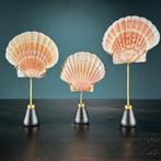 Ensemble éblouissant de 3 coquilles de scampi sur supports