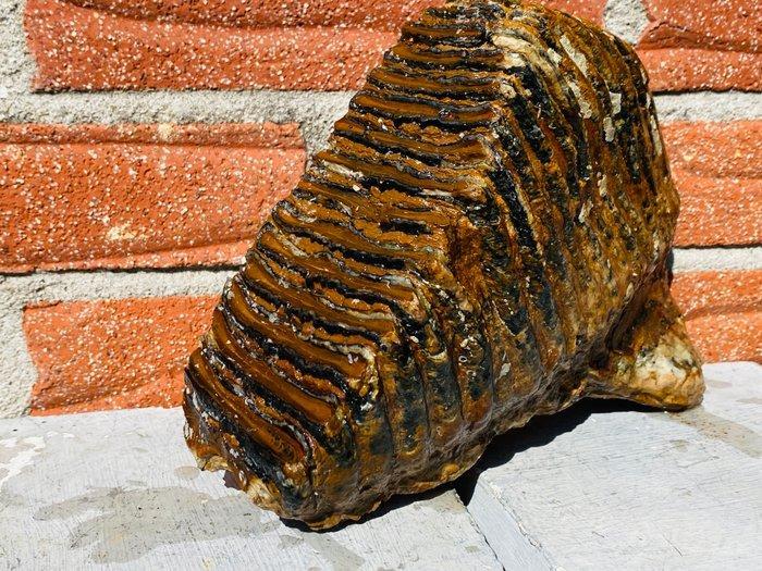 Wolharige mammoet - Fossiele kies - Mammuthus primigenius -, Verzamelen, Mineralen en Fossielen