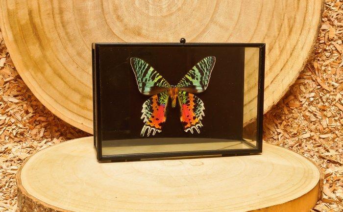 Vlinder Taxidermie volledige montage - Urania ripheus - 12, Verzamelen, Dierenverzamelingen