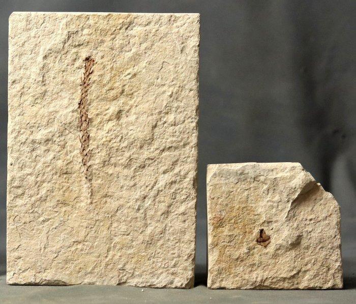 Fijn fossielplant - een tak en een zaad - Gefossiliseerde, Verzamelen, Mineralen en Fossielen