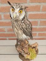 Northern White-faced Owl Taxidermie volledige montage -