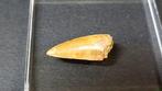 Dinosaurus - Fossiele tanden - Abelisaurido - 2.2 cm (Zonder, Verzamelen
