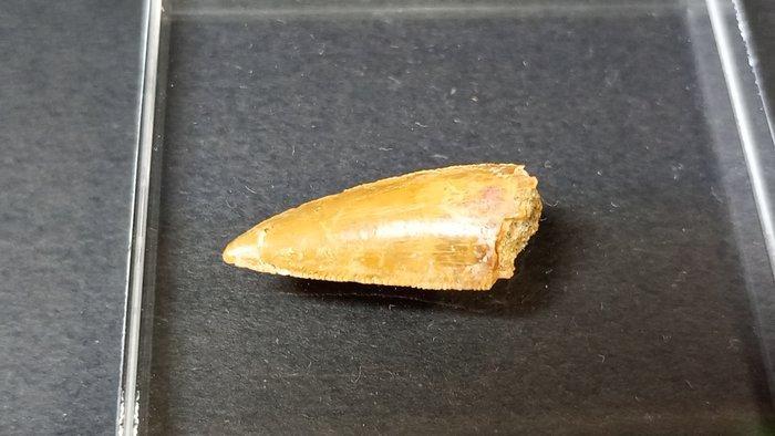 Dinosaurus - Fossiele tanden - Abelisaurido - 2.2 cm (Zonder, Verzamelen, Mineralen en Fossielen