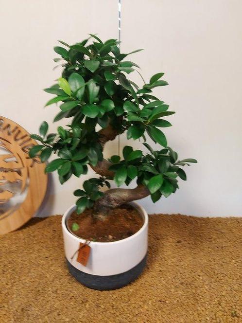 Vijgenboom bonsai (Ficus) - Hoogte (boom): 43 cm - Diepte, Antiek en Kunst, Curiosa en Brocante