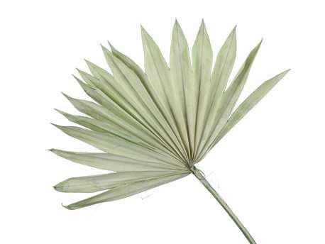 Palmblad Sun cut PastelGroen 5st Palm blad, Hobby en Vrije tijd, Knutselen, Nieuw