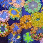 Epicystis Crucifer Florida Master Grade Pack (2 stuks), Dieren en Toebehoren