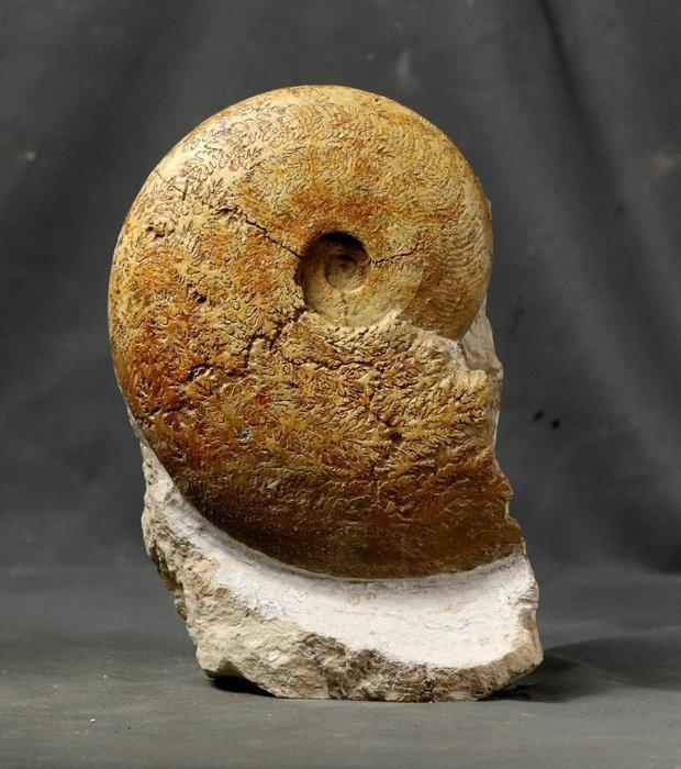 Fijne ammoniet - op zichzelf staande steen - ongebruikelijke, Collections, Minéraux & Fossiles