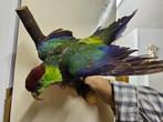 Ziegensittich Taxidermie volledige montage - Cyanoramphus, Antiek en Kunst