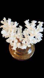 Corail blanc Corail - Corail Acropora, Nieuw