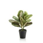 Kunstplant - Marantha Fascinator - 10 gebodenplant - 30 cm, Nieuw