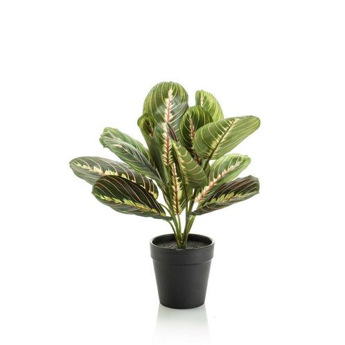 Kunstplant - Marantha Fascinator - 10 gebodenplant - 30 cm, Huis en Inrichting, Woonaccessoires | Kunstplanten en Kunstbloemen