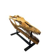 Mosasaurus - Fossiele schedel - Mosasaurus sp. - 75 cm - 26, Verzamelen