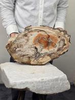 Fossiel hout - Gefossiliseerd hout - Araucaria - 48 cm - 29, Verzamelen