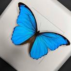 Vlinder Taxidermie volledige montage - Morpho didius - 27 cm