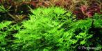 Tropica Hottonia palustris  1-2Grow! In Vitro, Dieren en Toebehoren, Verzenden, Nieuw