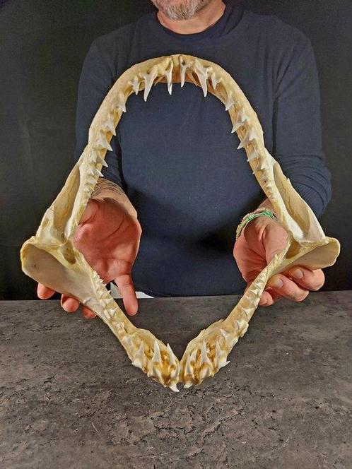 grote makohaa mand Taxidermie volledige montage - Isurus, Verzamelen, Dierenverzamelingen