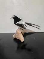 Zwartrugvorkstaart Taxidermie volledige montage - Enicurus, Verzamelen, Dierenverzamelingen, Nieuw