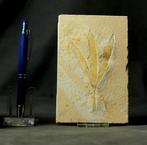 La plus belle plante fossile sur pierre - - Animal fossilisé