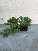 Jeneverbes bonsai (Juniperus) - Hoogte (boom): 19 cm -