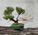 Jeneverbes bonsai (Juniperus) - Hoogte (boom): 17 cm -