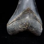 Megalodon - Fossiele matrix - 125 mm - 92 mm, Verzamelen