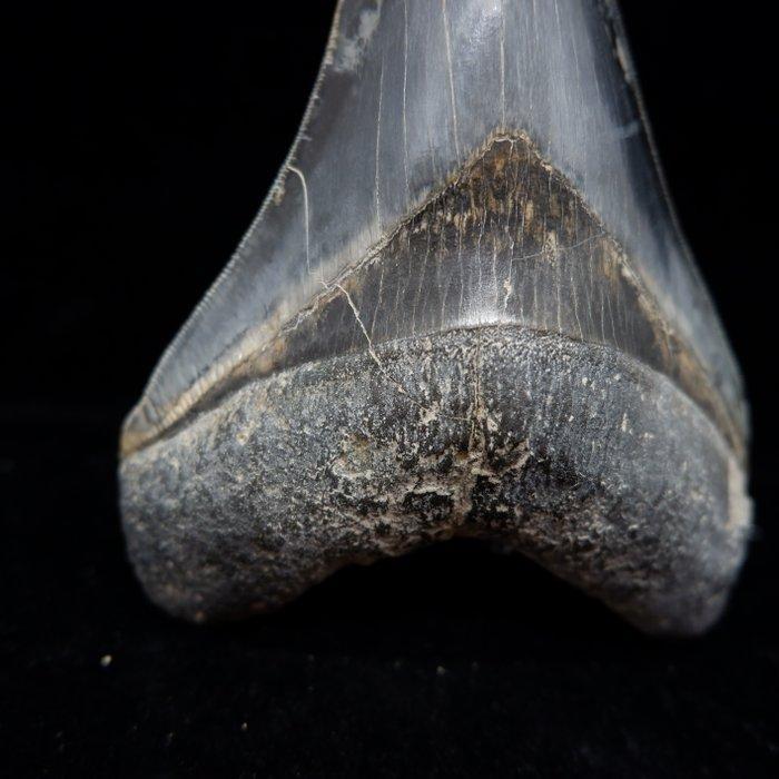 Megalodon - Fossiele matrix - 125 mm - 92 mm, Verzamelen, Mineralen en Fossielen