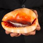 Cypraecassis Rufa: Het exotische schelp voor verzamelaars, Verzamelen