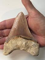 Megadolon tand 11,5 cm - Fossiele tand - Carcharocles, Verzamelen, Mineralen en Fossielen