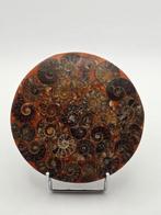 Ammoniet - Gefossiliseerde schelp - Aioloceras (Cleoniceras), Verzamelen