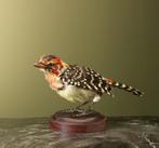Vuurkopbaardvogel Taxidermie Opgezette Dieren By Max, Verzamelen, Ophalen of Verzenden, Nieuw, Vogel, Opgezet dier