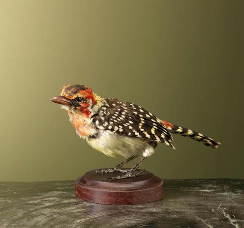 Vuurkopbaardvogel Taxidermie Opgezette Dieren By Max, Verzamelen, Dierenverzamelingen, Opgezet dier, Nieuw, Vogel, Ophalen of Verzenden