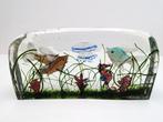 Beeldje - Acquario - Glas