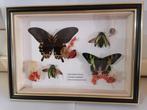 Vlinder Taxidermie wandmontage - Papilio Deiphobus -Urania, Nieuw