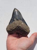 Megalodon - Fossiele tand - 10.4 cm - 8 cm