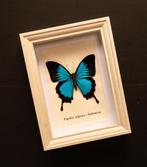 Vlinder Taxidermie volledige montage - Papilio ulysses -, Nieuw