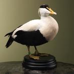 Eidereend Taxidermie Opgezette Dieren By Max, Verzamelen, Ophalen of Verzenden, Nieuw, Vogel, Opgezet dier